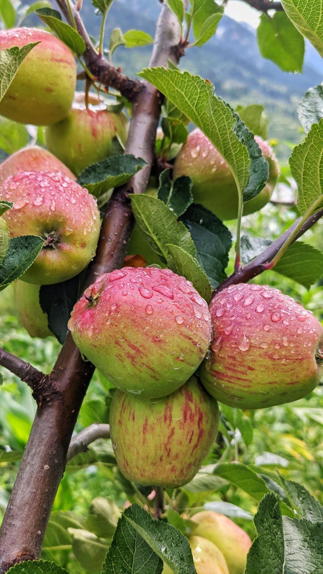 Golden Heritage Dharali Harsil 外观 照片